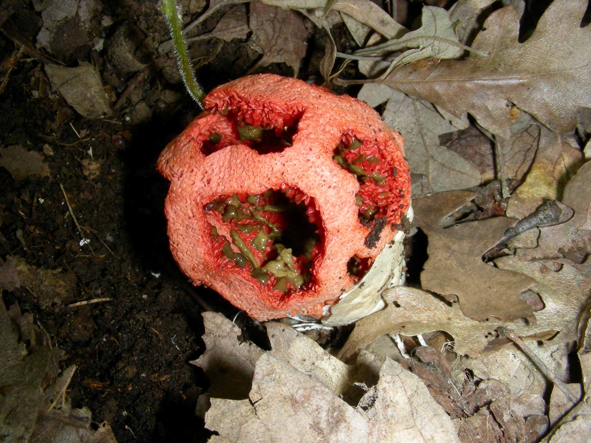 1637 Aprile vecchio ritrovamento